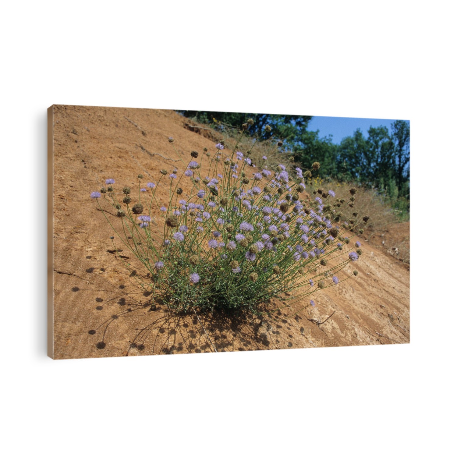 Sheep's-bit flowers (Jasione montana).