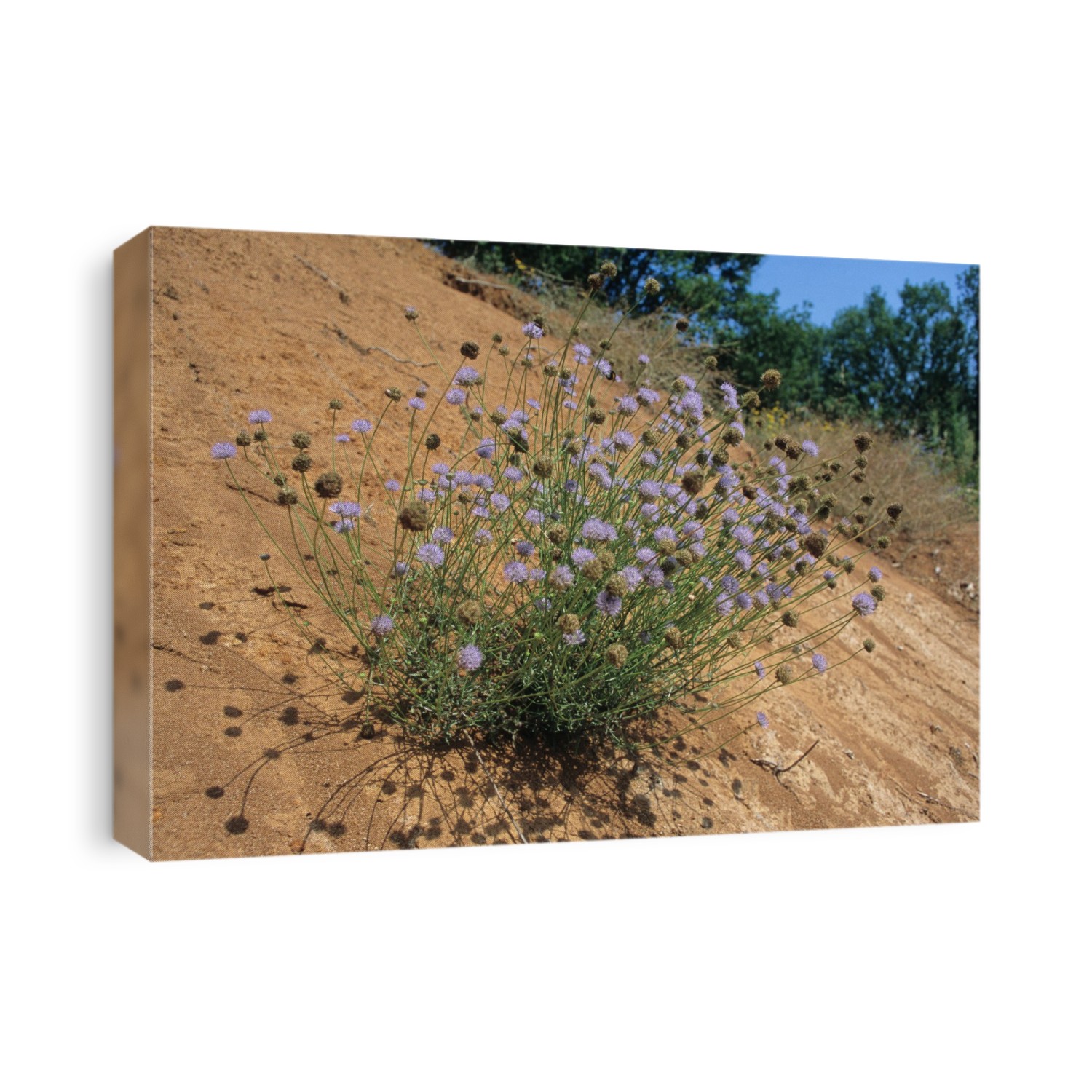 Sheep's-bit flowers (Jasione montana).