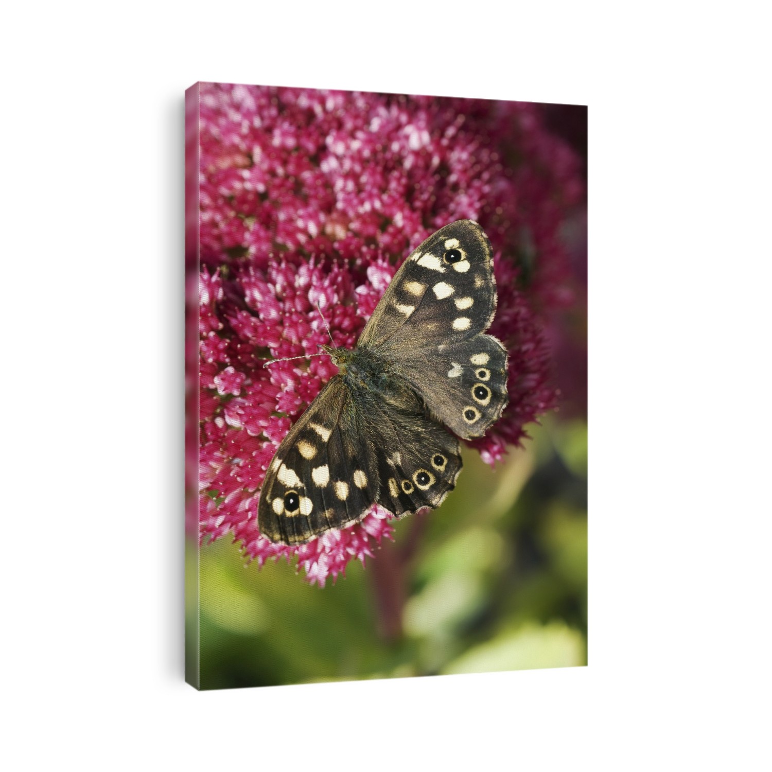 Speckled wood butterfly (Pararge aegeria) resting on a flower. This butterfly is found in Europe, northern Africa, and western Asia. Photographed in the UK.