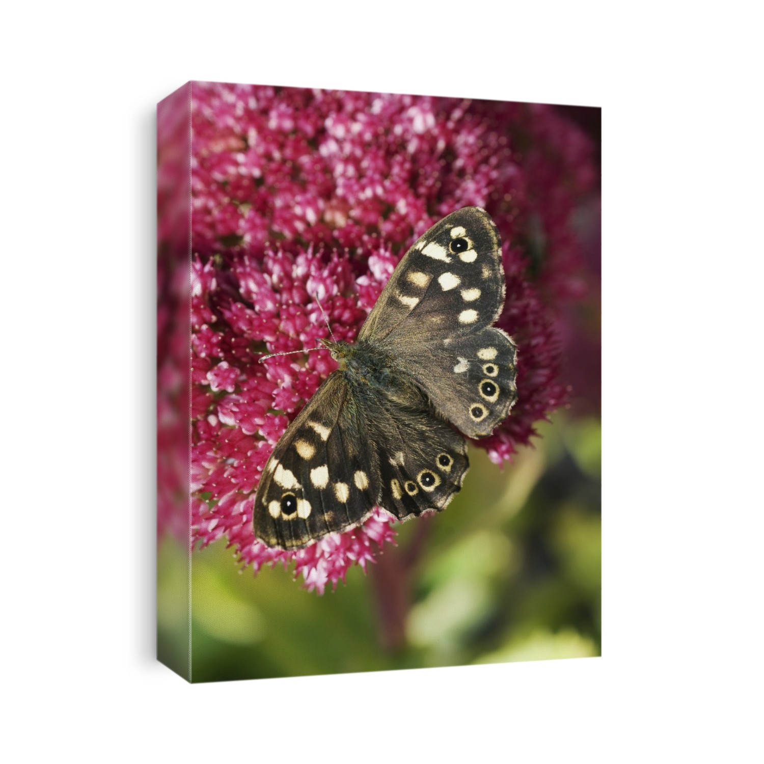 Speckled wood butterfly (Pararge aegeria) resting on a flower. This butterfly is found in Europe, northern Africa, and western Asia. Photographed in the UK.