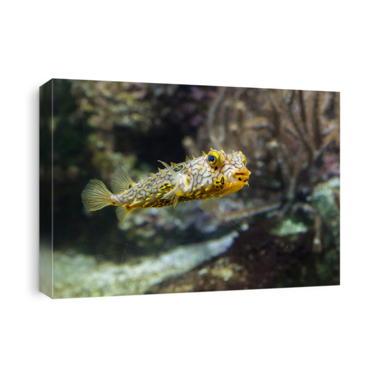 Striped burrfish (Chilomycterus schoepfi), also known as the spiny boxfish.