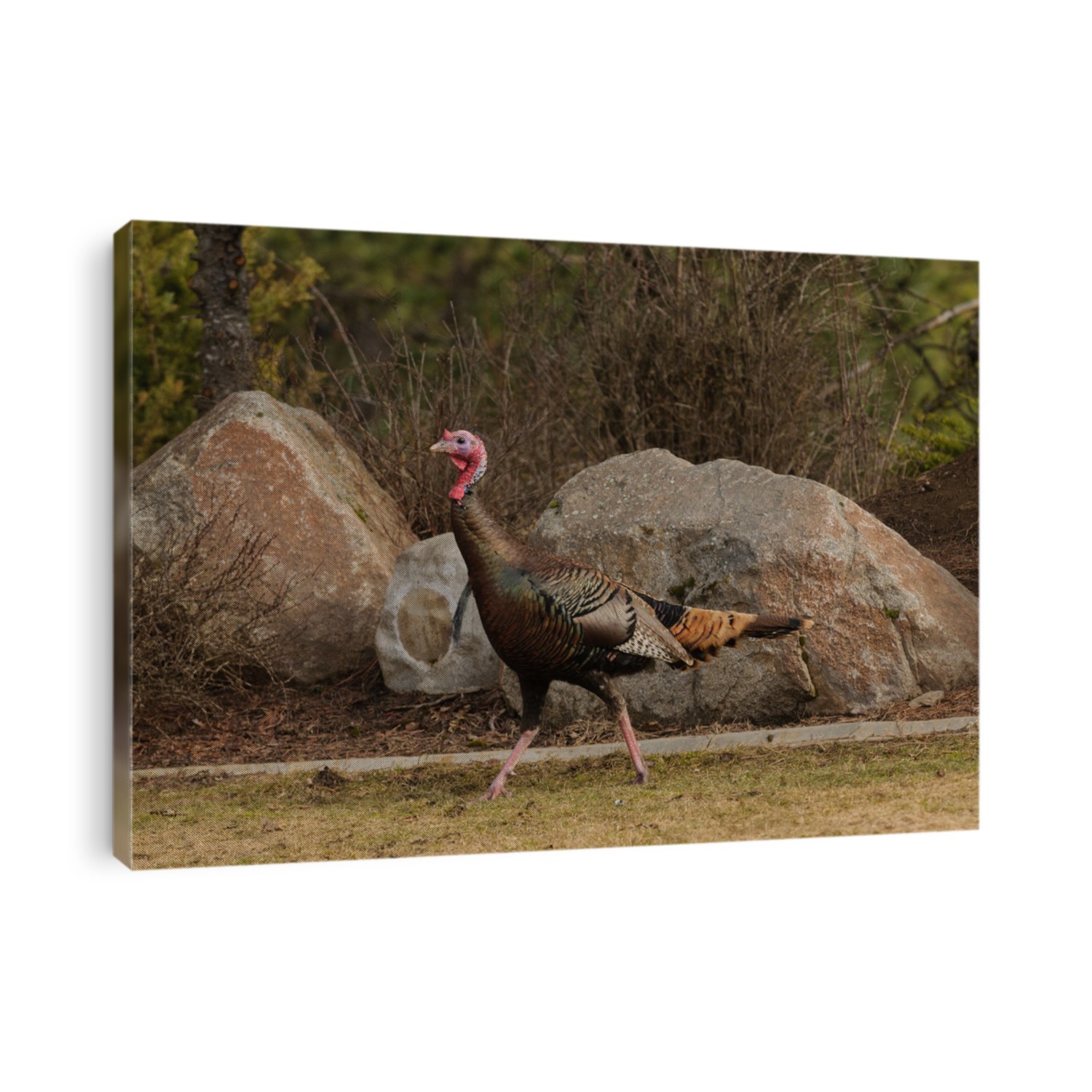 Male Wild turkey (Meleagris gallopavo)