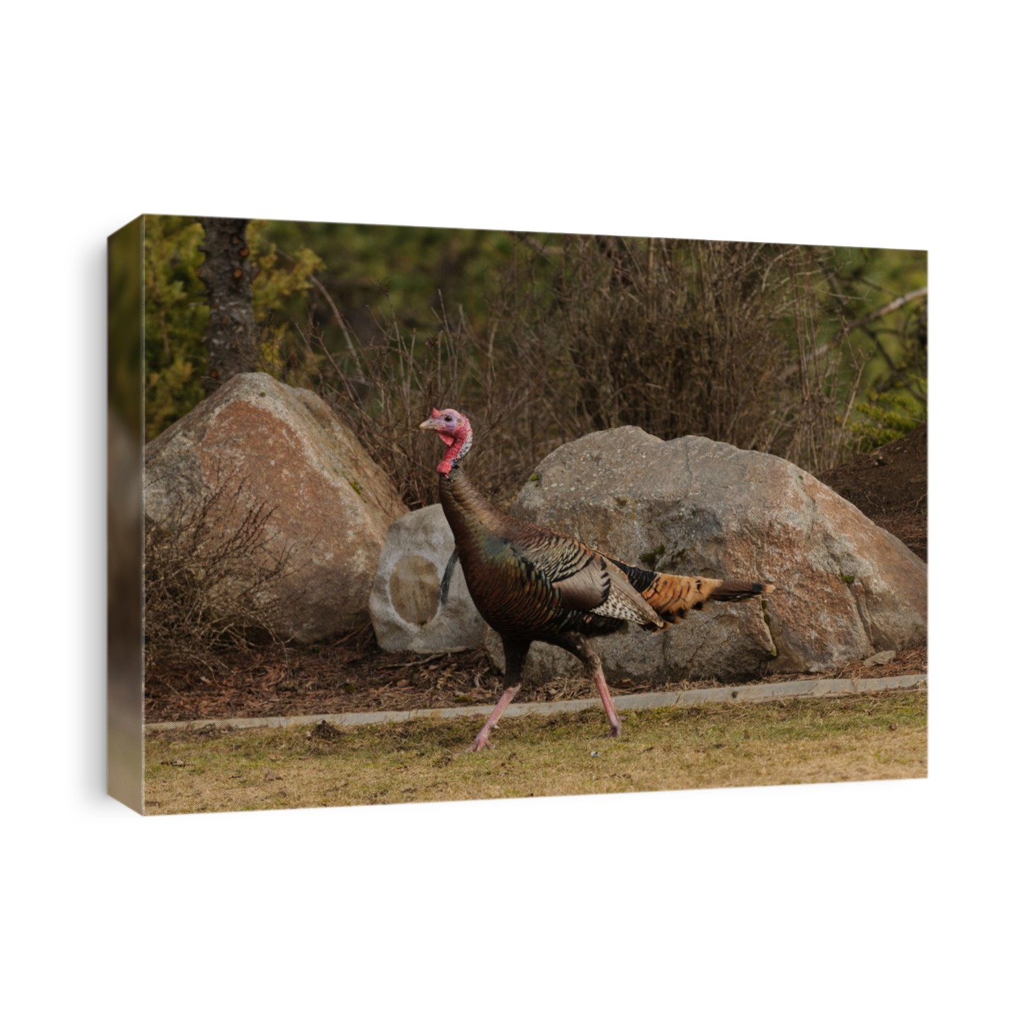 Male Wild turkey (Meleagris gallopavo)