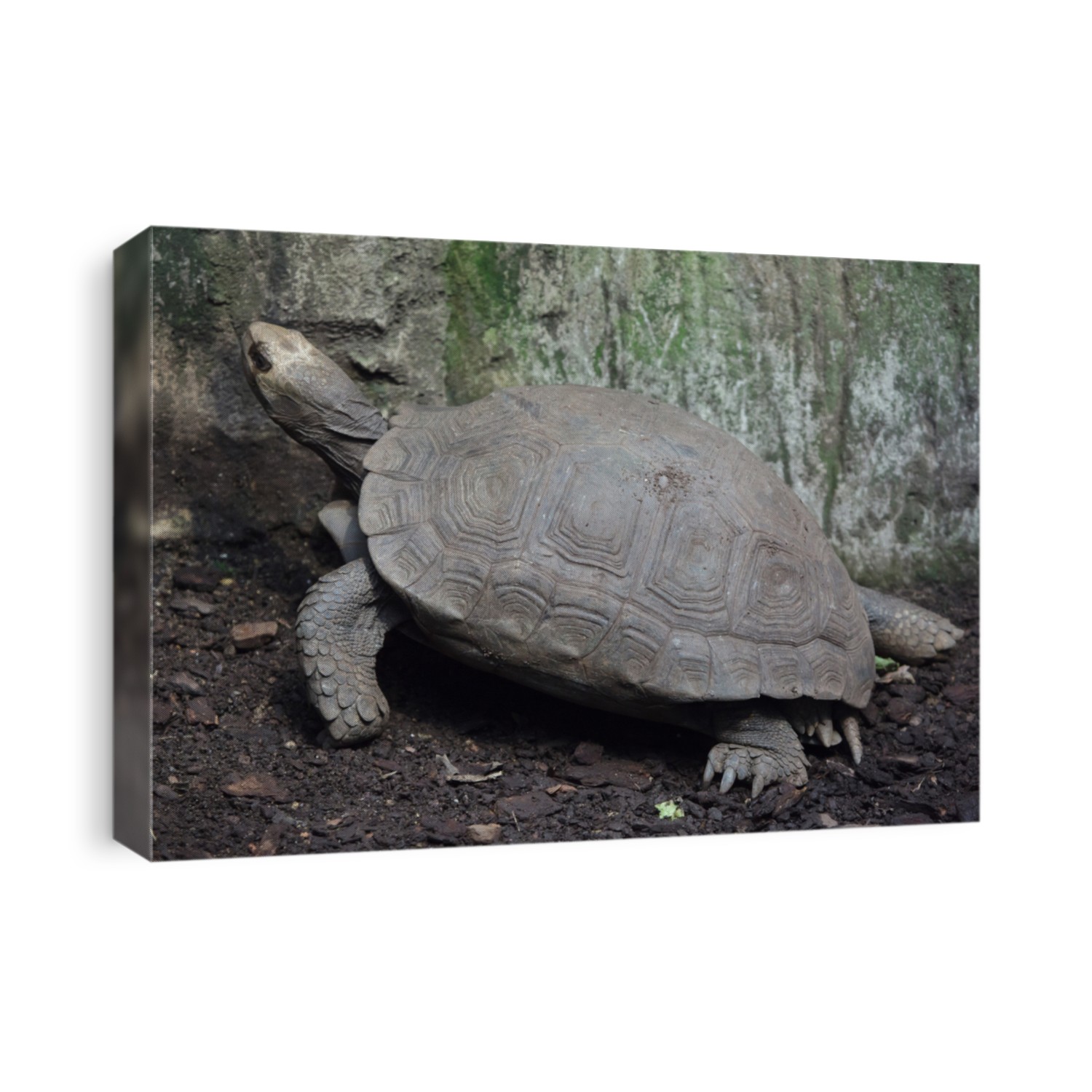 Asian giant tortoise (Manouria emys emys), also known as the Southern brown tortoise. 