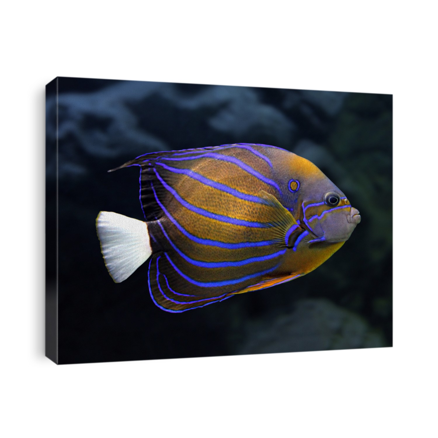 striped angelfish underwater - pomacanthus annularis