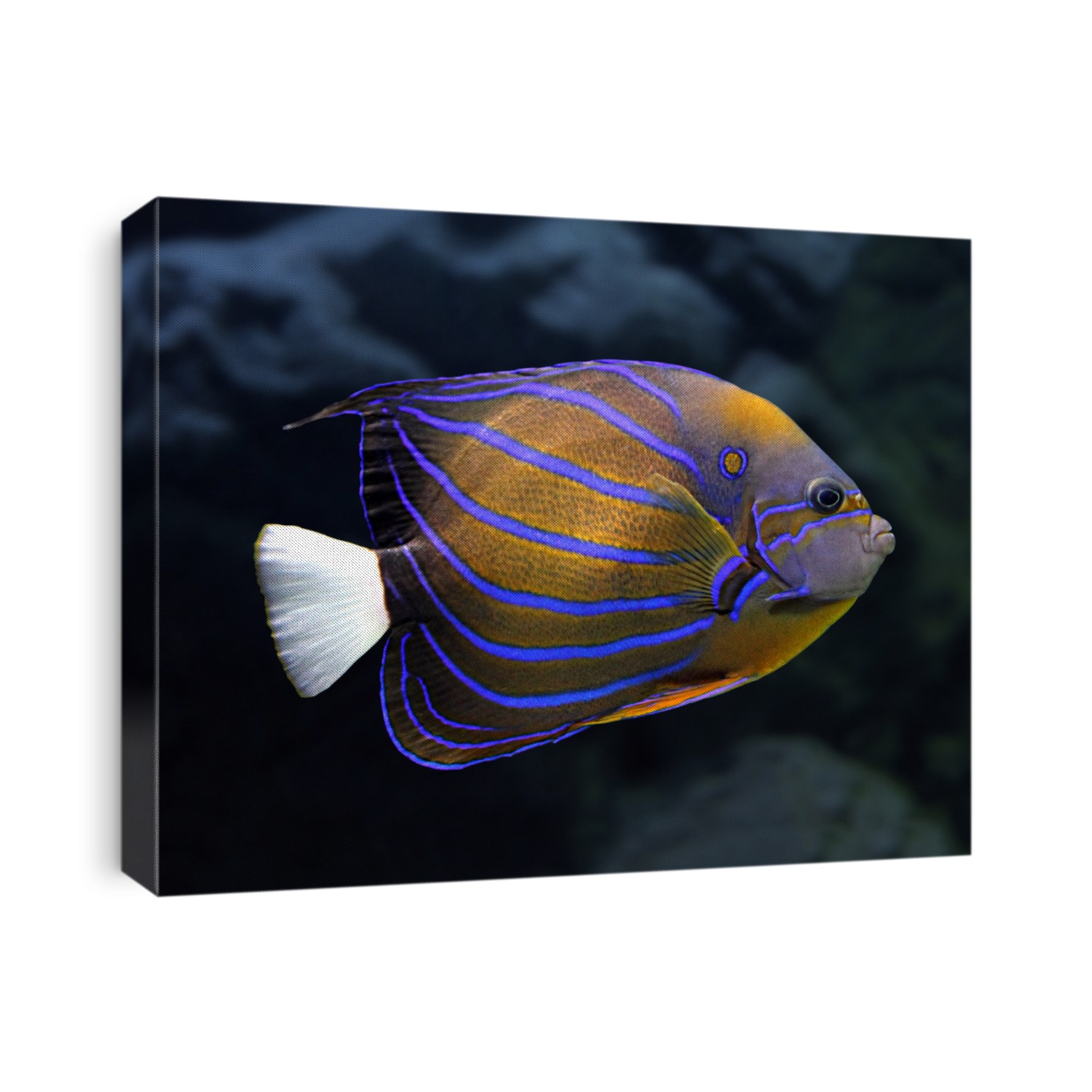 striped angelfish underwater - pomacanthus annularis