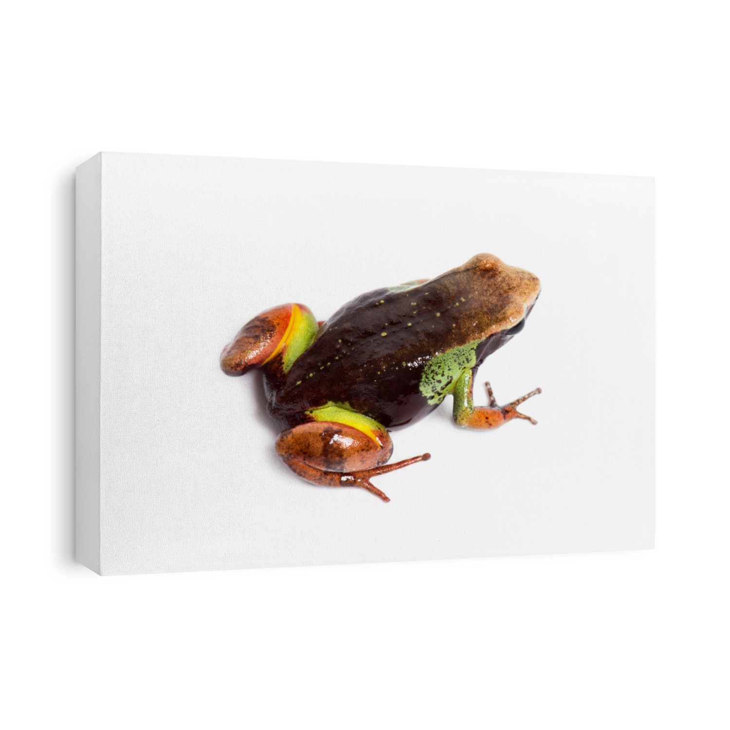 Beautiful mantella, Mantella pulchra, in front of white background