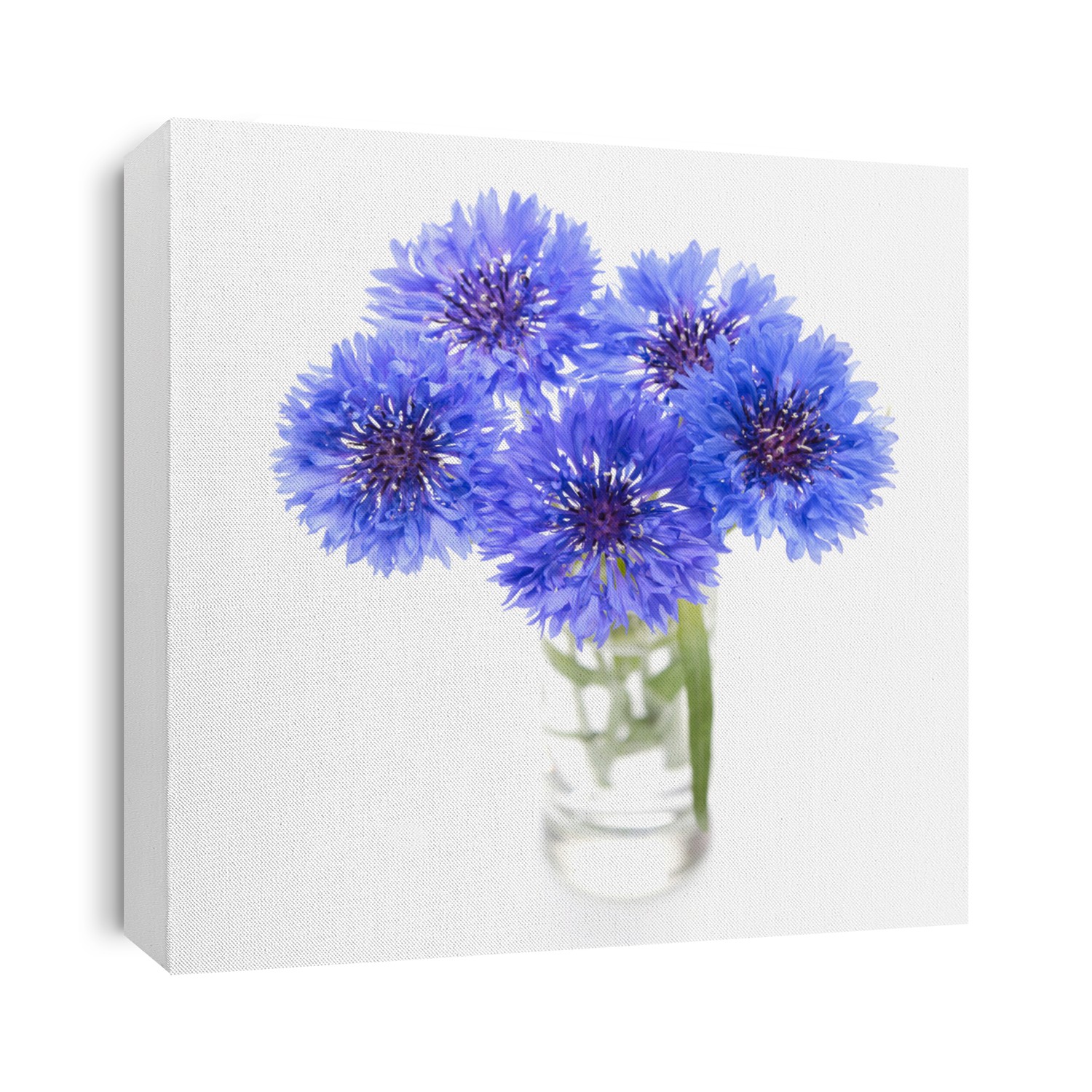 Blue cornflower. Flower bouquet isolated on white.